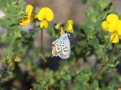 Idas blue (Plebejus idas)