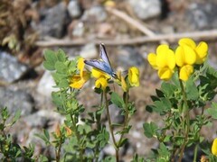 Idasblåvinge (Plebejus idas)