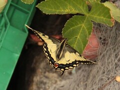 Svalestjert (Papilio machaon)