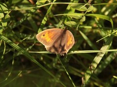 Meadow Brown (Maniola jurtina)