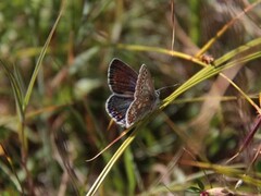 Common Blue (Polyommatus icarus)