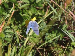Common Blue (Polyommatus icarus)