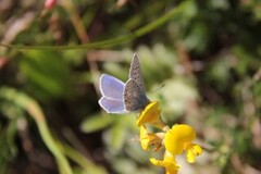 Common Blue (Polyommatus icarus)