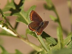 Mountain Argus (Aricia artaxerxes)