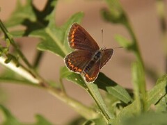 Sankthansblåvinge (Aricia artaxerxes)