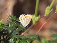 Mountain Argus (Aricia artaxerxes)