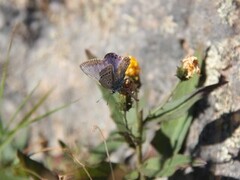 Common Blue (Polyommatus icarus)