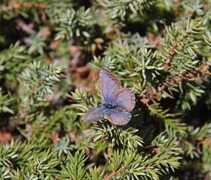 Tiriltungeblåvinge (Polyommatus icarus)