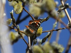 Neslesommerfugl (Aglais urticae)