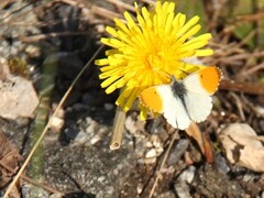 Aurorasommerfugl (Anthocharis cardamines)