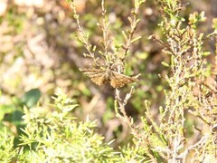 Common Heath (Ematurga atomaria)