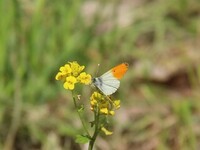 Aurorasommerfugl (Anthocharis cardamines)