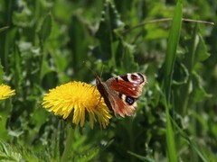 Dagpåfugløye (Aglais io)