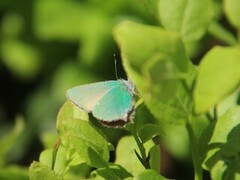 Grønnstjertvinge (Callophrys rubi)