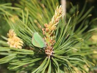 Grønnstjertvinge (Callophrys rubi)