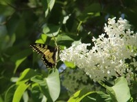 Svalestjert (Papilio machaon)