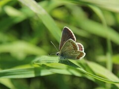 Sankthansblåvinge (Aricia artaxerxes)