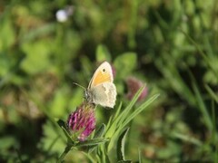 Engringvinge (Coenonympha pamphilus)