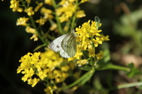 Rapssommerfugl (Pieris napi)