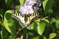 Svalestjert (Papilio machaon)