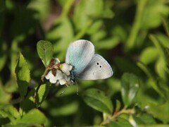 Green-underside Blue (Glaucopsyche alexis)