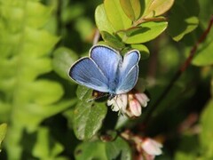 Green-underside Blue (Glaucopsyche alexis)