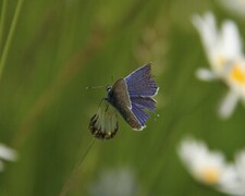 Common Blue (Polyommatus icarus)