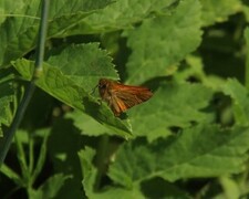 Large Skipper (Ochlodes sylvanus)