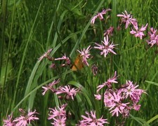 Large Skipper (Ochlodes sylvanus)