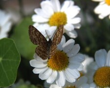 Common Heath (Ematurga atomaria)