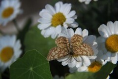 Common Heath (Ematurga atomaria)
