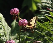 Svalestjert (Papilio machaon)