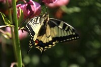 Svalestjert (Papilio machaon)