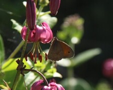 Meadow Brown (Maniola jurtina)