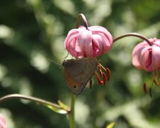 Meadow Brown (Maniola jurtina)