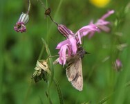 Gammafly (Autographa gamma)