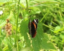 Admiral (Vanessa atalanta)