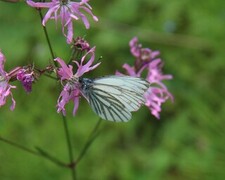 Rapssommerfugl (Pieris napi)