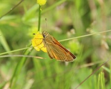Large Skipper (Ochlodes sylvanus)