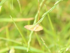 Yellow Shell (Camptogramma bilineata)