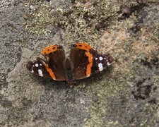 Admiral (Vanessa atalanta)