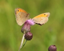 Meadow Brown (Maniola jurtina)