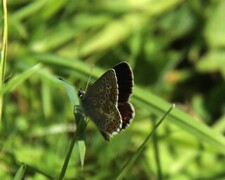 Mountain Argus (Aricia artaxerxes)