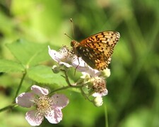 Dark Green Fritillary (Argynnis aglaja)