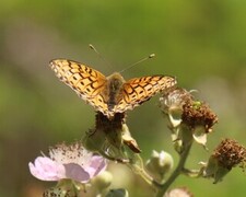 Dark Green Fritillary (Argynnis aglaja)