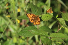 Dark Green Fritillary (Argynnis aglaja)