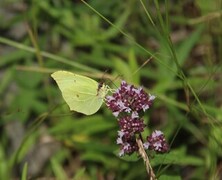 Sitronsommerfugl (Gonepteryx rhamni)