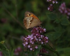 Meadow Brown (Maniola jurtina)