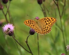 Keiserkåpe (Argynnis paphia)