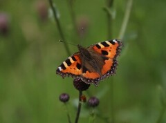 Neslesommerfugl (Aglais urticae)